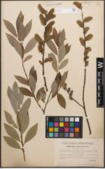 Foto von Salix caprea L. x Salix purpurea L.